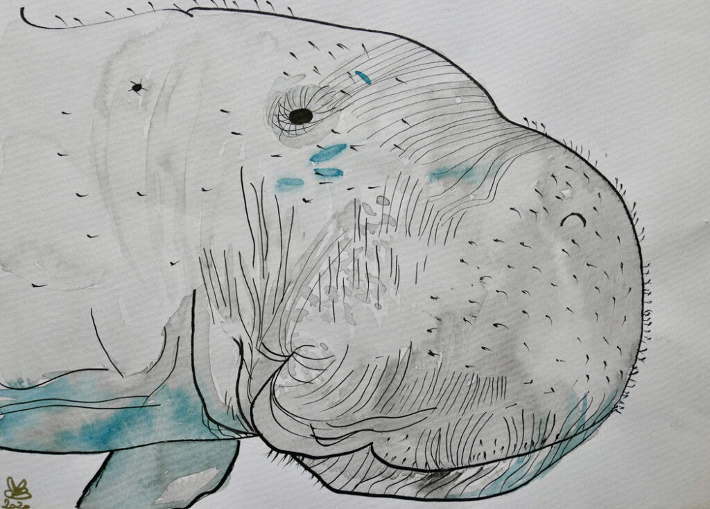 Drawing of a dugong, a seam mammal