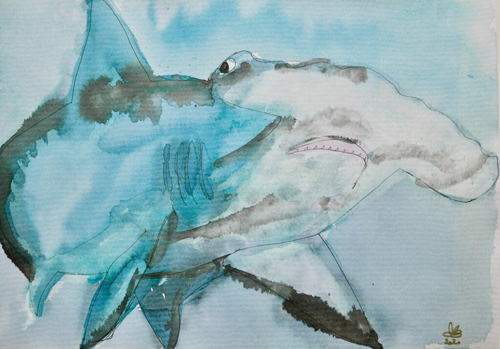 Drawing of a hammerhead shark
