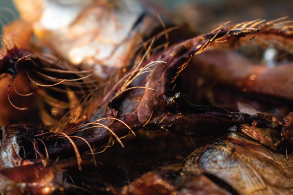 Close up of brown shellfish