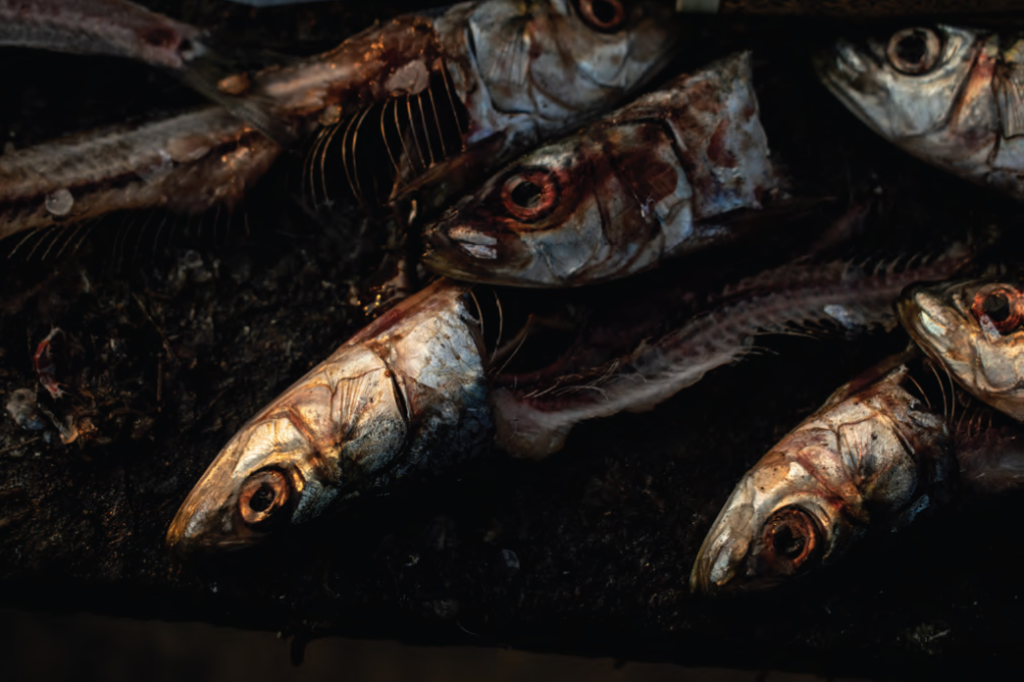 Photograph of fish heads