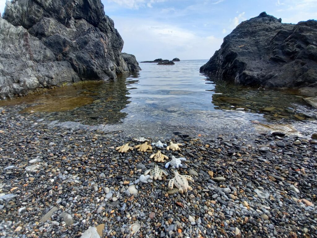 Multiple ceramic turtles in a sea cove