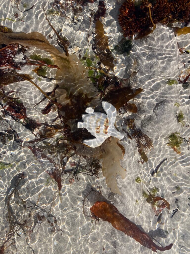 A ceramic turtle on the beach